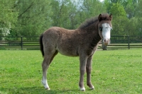 Picture of one falabella foal in green field