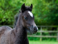 Picture of one falabella foal in green field