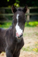 Picture of one falabella foal in green field