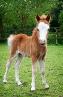 Picture of one falabella foal in green field