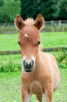 Picture of one falabella foal in green field