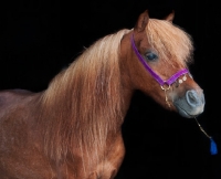 Picture of one falabella stallion on black background