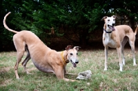 Picture of one greyhound play-bowing over toy with second greyhound looking on