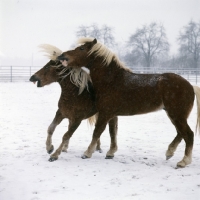 Picture of one haflinger colt biting another in play fight in the snow