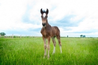 Picture of one shire foal in green field