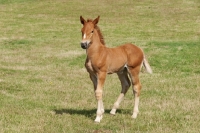 Picture of One Suffolk punch foal in green field