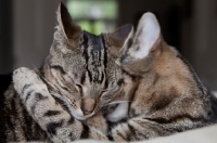 Picture of One tabby cat cuddling another tabby cat