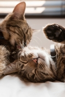 Picture of One tabby cat grooming another tabby cat