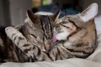Picture of One tabby cat washing another tabby cat