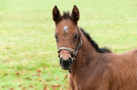 Picture of one thoroughbred foal in green field