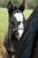 Picture of one thoroughbred foal in green field by its Mother