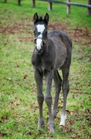 Picture of one thoroughbred foal in green field