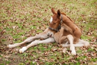 Picture of one thoroughbred foal in green field with leafs