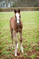 Picture of one thoroughbred foal in green field