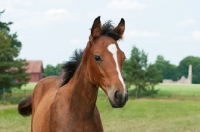 Picture of one thoroughbred foal in green field