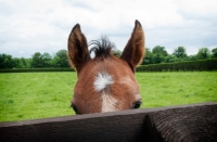 Picture of one thoroughbred foal peaking behind a fence