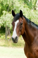 Picture of one thoroughbred in green field with trees