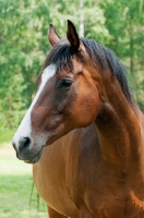 Picture of one thoroughbred in green field with trees