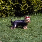 Picture of one undocked yorkshire terrier puppy