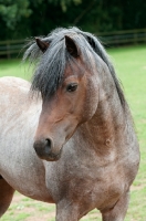 Picture of One welsh mountain pony in a green field