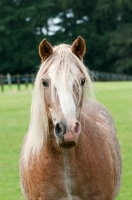 Picture of One welsh mountain pony in green field