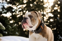 Picture of one year old Old English Bulldog