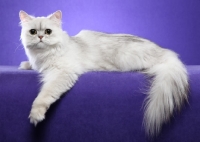 Picture of One year old Shaded Silver Persian female, reclined, arm over edge, looking at camera.