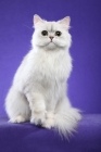 Picture of One year old Shaded Silver Persian female, sitting to us, looking at camera, one paw raised, tail in image.