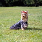 Picture of one yorkie in wind