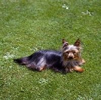 Picture of one yorkie laying in sun