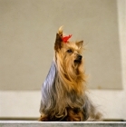 Picture of one yorkie sitting