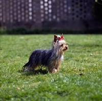 Picture of one yorkie standing in grass