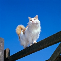 Picture of orange and white cat on a gate