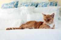 Picture of orange and white cat resting on white bed