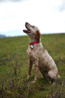 Picture of orange and white englis setter sitting in a field