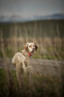 Picture of orange and white english setter standing in tall grass and looking back at camera