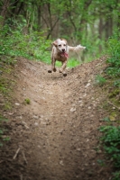 Picture of orange and white english setter running full speed in a forest