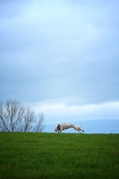 Picture of orange and white english setter running free on a green field