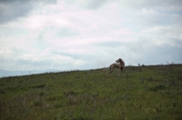 Picture of orange and white english setter standing on top of a hill