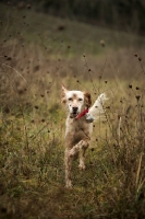 Picture of orange and white english setter running in high grass
