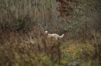 Picture of orange and white english setter standing in tall grass, forest scenery