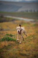 Picture of orange and white english setter running free on a hill