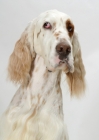 Picture of Orange Belton coloured Champion English Setter, looking away