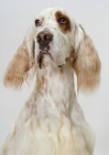 Picture of Orange Belton coloured Champion English Setter, looking up