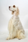 Picture of Orange Belton coloured Champion English Setter, sitting down