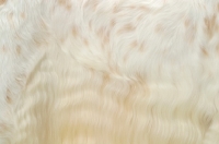 Picture of Orange Belton coloured Champion English Setter, coat detail