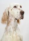 Picture of Orange Belton coloured Champion English Setter, looking away