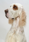 Picture of Orange Belton coloured Champion English Setter, portrait