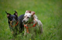 Picture of orange belton english setter and mongrel dog running in the tall grass