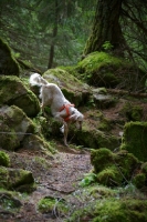 Picture of orange belton english setter in the forest